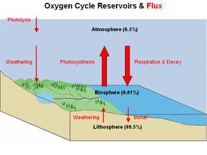 Oxygen Cycle.jpg