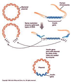 vložení genu pro tvorbu insulinu do plasmidu