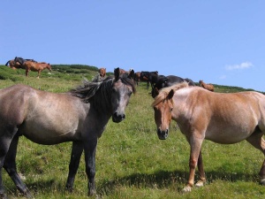 Koně v pohoří Retezat, Rumunsko
